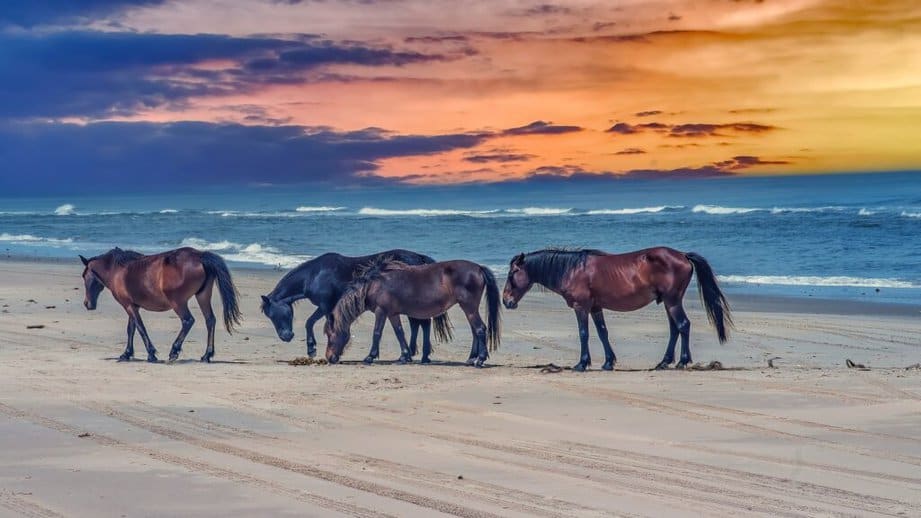 wild horses in outer banks North Carolina