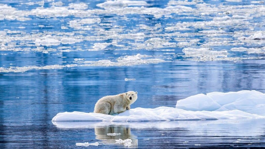 polar bear sitting on an ice flow