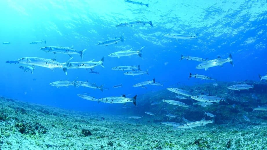 Fernando de Noronha, Brazil barracuda fish