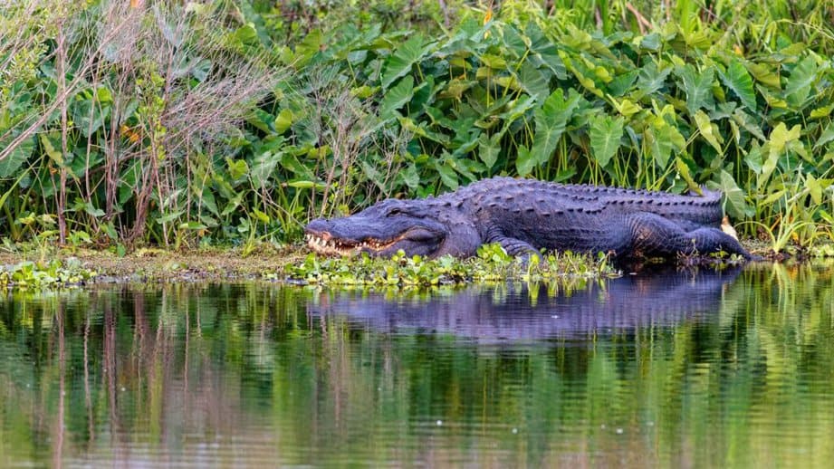 alligator sitting on water bank